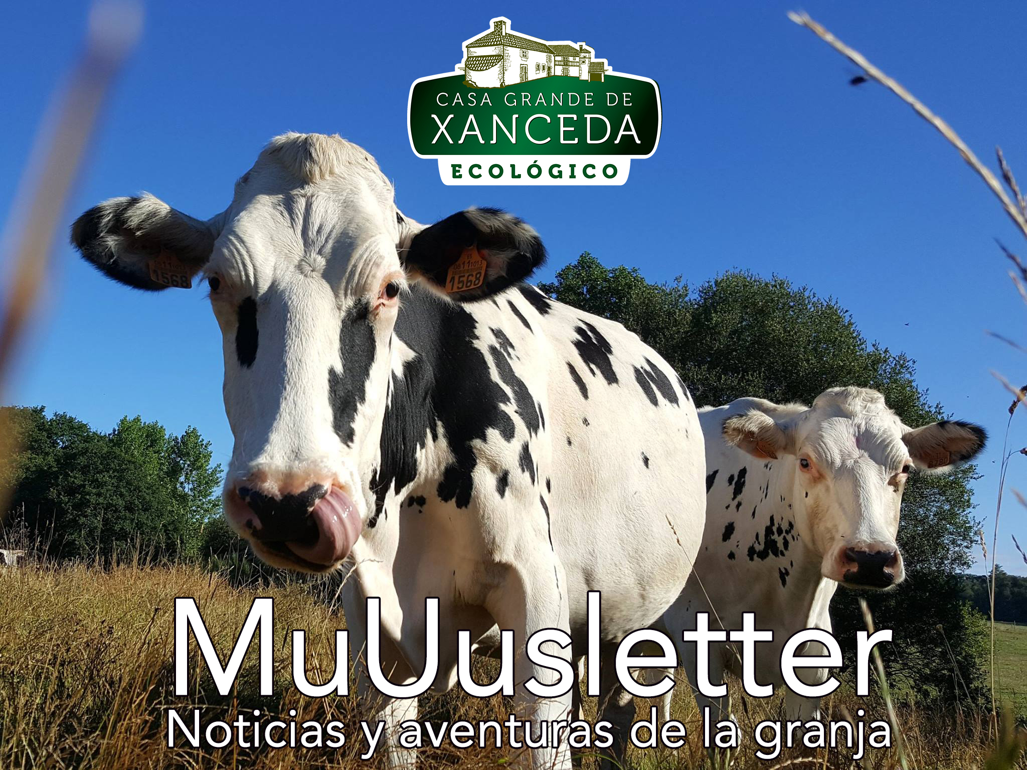 MuUusletter 